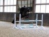 jumper Cedrik K (Holsteiner, 2008, from Caretino)
