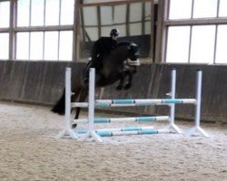 jumper Cedrik K (Holsteiner, 2008, from Caretino)
