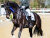 dressage horse Talina 26 (Hanoverian, 2016, from Talismann 93)