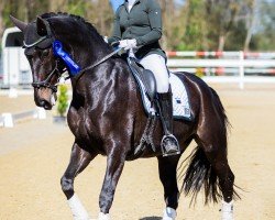 Dressurpferd Talina 26 (Hannoveraner, 2016, von Talismann 93)