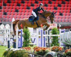 jumper PB Coretta Z (Zangersheide riding horse, 2013, from Colore)