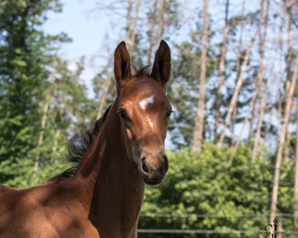 horse Rheinzauber (Trakehner, 2021, from Lombardi)