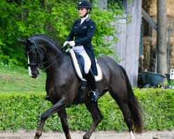 dressage horse Dark Chocolate 52 (Westphalian, 2018, from Da Vinci Code 6)