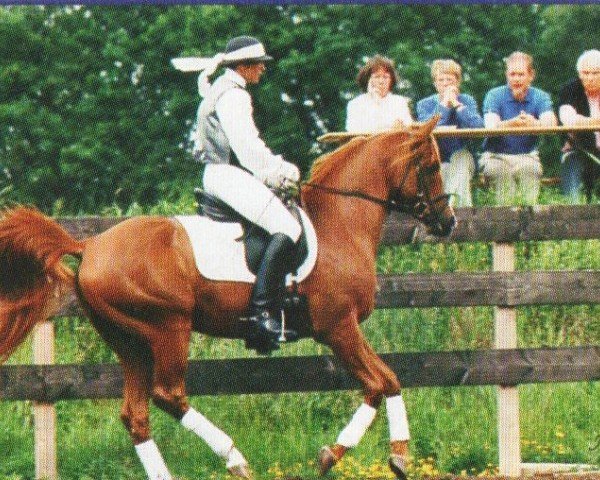 stallion Al Shahjahr ox (Arabian purebred, 1995, from Pawik ox)