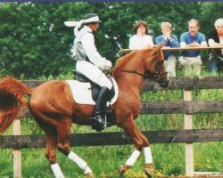 stallion Al Shahjahr ox (Arabian purebred, 1995, from Pawik ox)