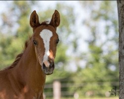 dressage horse Rheintänzer (Trakehner, 2021, from Mescalero)