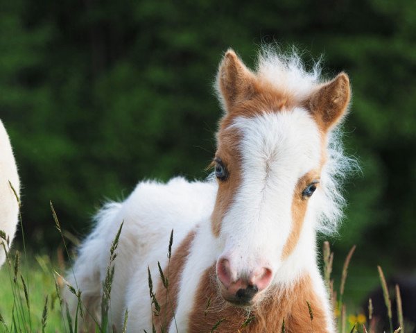 horse El Saraja Butterfly Kisses (Shetland pony (under 87 cm), 2020, from Halstock Tobias)