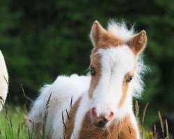 Pferd El Saraja Butterfly Kisses (Shetland Pony (unter 87 cm), 2020, von Halstock Tobias)