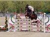 jumper Casimir (Westphalian, 2013, from Coronas 2)