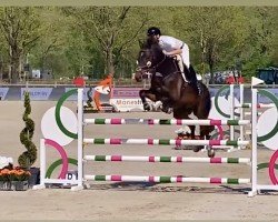 Springpferd Casimir (Westfale, 2013, von Coronas 2)