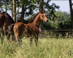 dressage horse Nashville (Trakehner, 2021, from Kasimir TSF)