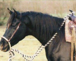 horse Ahlam (Arabian, 1999, from Shaikeel EAO)