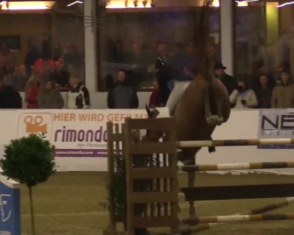 Hallenspringturnier in Borken 2014