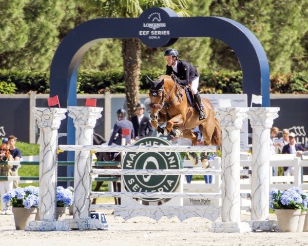jumper Fontaineblau Manciais (Selle Français, 2015, from Ogrion des Champs)