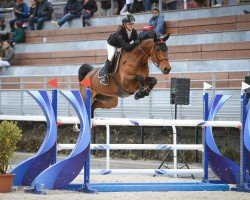 Springpferd Genati Manciais (Selle Français, 2016, von Contendro I)