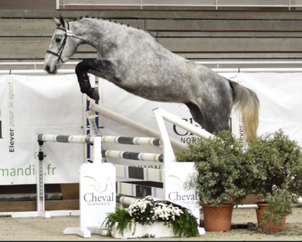 jumper Itop Manciais (Selle Français, 2018, from By Cera d'Ick)