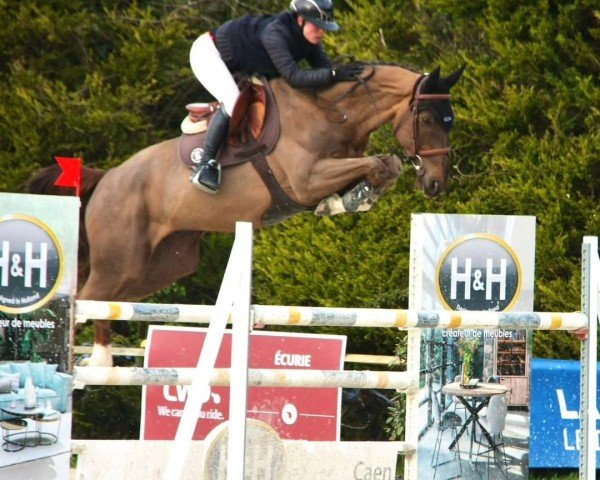jumper Igrion Manciais (Selle Français, 2018, from Ogrion des Champs)