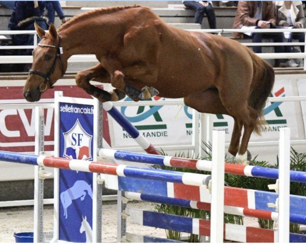 Springpferd Fidam Manciais (Selle Français, 2015, von Quidam de Revel)