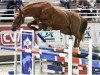 jumper Fidam Manciais (Selle Français, 2015, from Quidam de Revel)