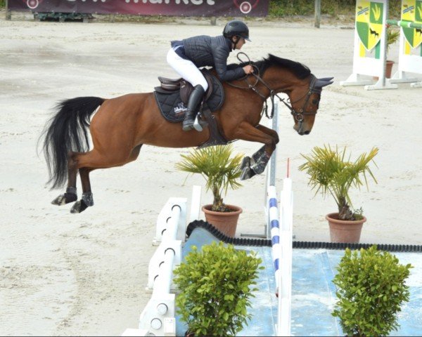 jumper Georgia Manciaise (Selle Français, 2016, from Lauterbach)