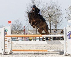 horse Giulia Manciaise (Selle Français, 2016, from Kapitol d'Argonne)