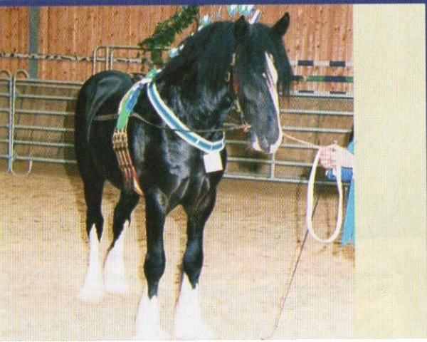 Pferd Heathfield Moses (Shire, 2000, von Trelow Father Abraham (Father Abraham))