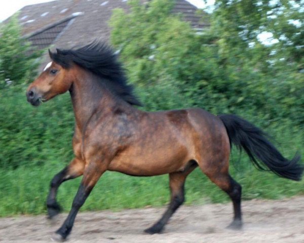 Pferd Mühlenmoor Rudolf (Dartmoor-Pony, 2002, von Moortown Rambler)