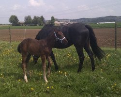 dressage horse Fabijano 3 (Oldenburg, 2013, from Furejev)