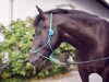 dressage horse Blacky 29 (unknown, 2002)