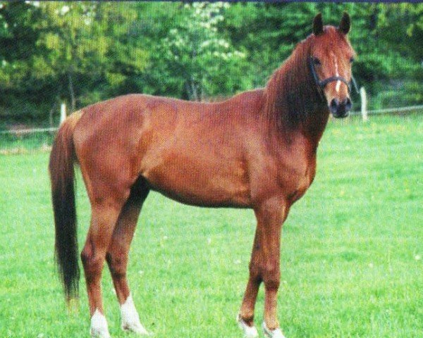 horse Qu tuur (Arabian, 2001, from Kubinec 1987 ox)