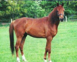 horse Qu tuur (Arabian, 2001, from Kubinec 1987 ox)