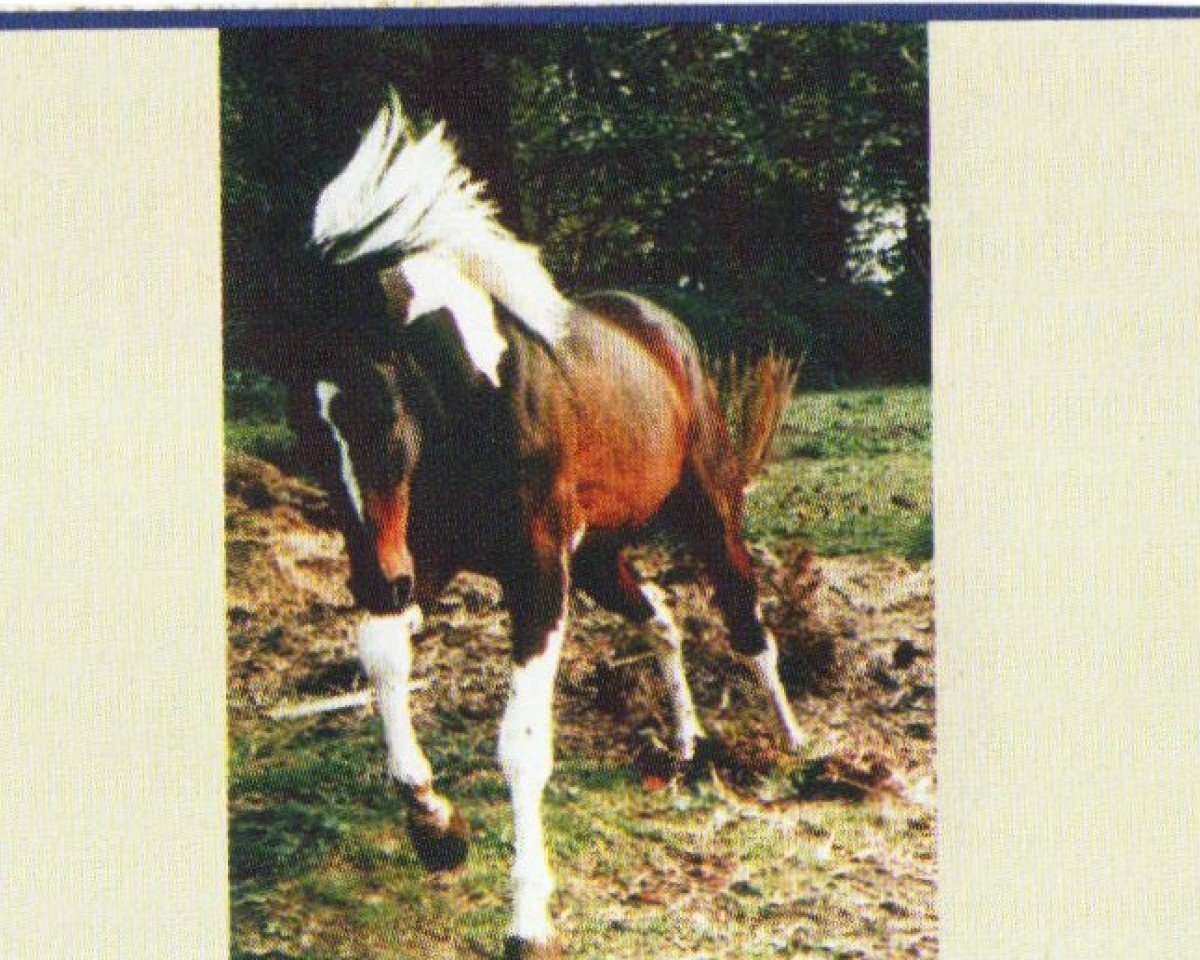 stallion Spock (German Warmblood, 1992, from Albano (Apache))