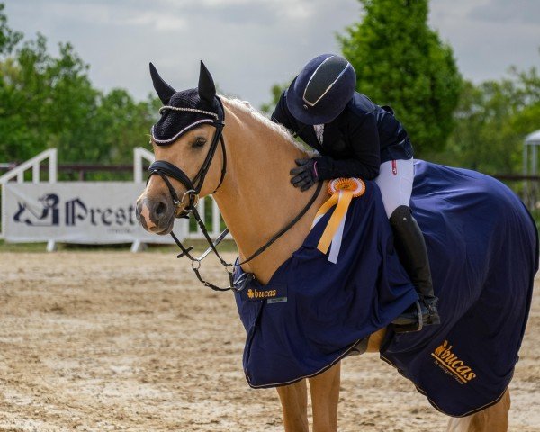 jumper Dating Charly (German Riding Pony, 2017, from Dating AT NRW)