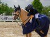 jumper Dating Charly (German Riding Pony, 2017, from Dating AT NRW)