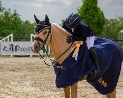 Springpferd Dating Charly (Deutsches Reitpony, 2017, von Dating AT NRW)