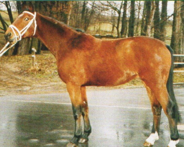 horse Gamon 7 (unknown,  , from Gaspari II)