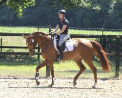 broodmare Sunny (Westphalian, 2014, from Sir Heinrich OLD)