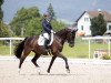 dressage horse Dante del Sole CH (Swiss Warmblood, 2014, from Dante Weltino Old)