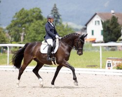 dressage horse Dante del Sole CH (Swiss Warmblood, 2014, from Dante Weltino Old)