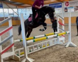 Springpferd Vedett van de Bien (Belgisches Warmblut, 2021, von Faldiano)
