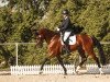 dressage horse Florence 175 (Hanoverian, 2017, from Fuechtels Floriscount OLD)