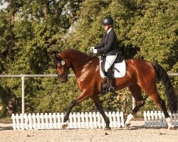 dressage horse Florence 175 (Hanoverian, 2017, from Fuechtels Floriscount OLD)