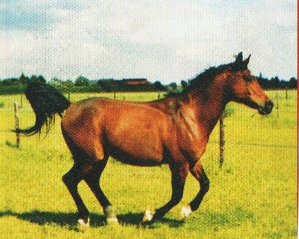 horse Nakashkal (Arabian, 1994, from Karnaval 1987 ox)