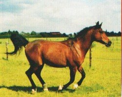 Pferd Nakashkal (Araber, 1994, von Karnaval 1987 ox)