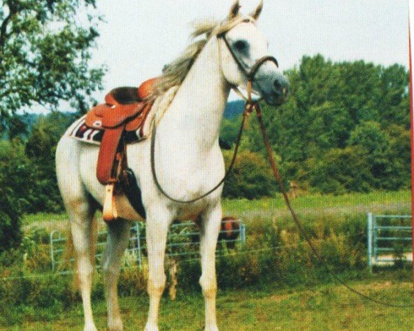 horse Raaji (Arabian, 2004, from Ansata Selman ox)