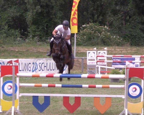 jumper Cascada 103 (Hanoverian, 2012, from Catoki)