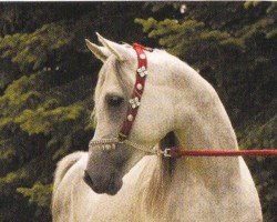 horse Karim Al Kidir ox (Arabian purebred, 1998, from Al Kidir 1983 ox)