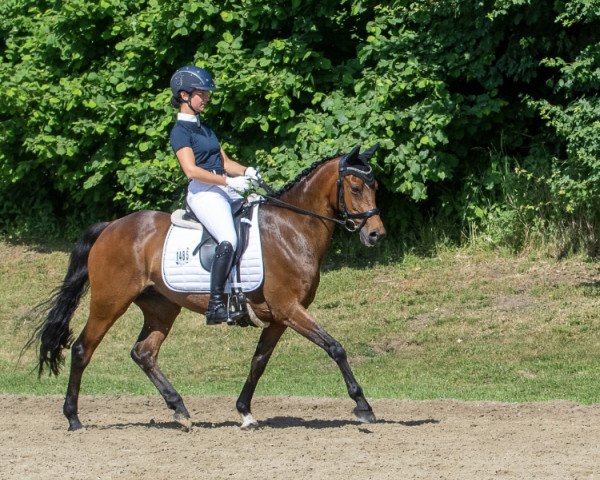 dressage horse Wester Aikema‘s Clara (Nederlands Welsh Ridepony, 2006, from Zico 15)