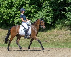 dressage horse Wester Aikema‘s Clara (Nederlands Welsh Ridepony, 2006, from Zico 15)