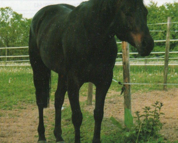 stallion Mayor Jessie Gold (Quarter Horse, 1988, from Par Three)